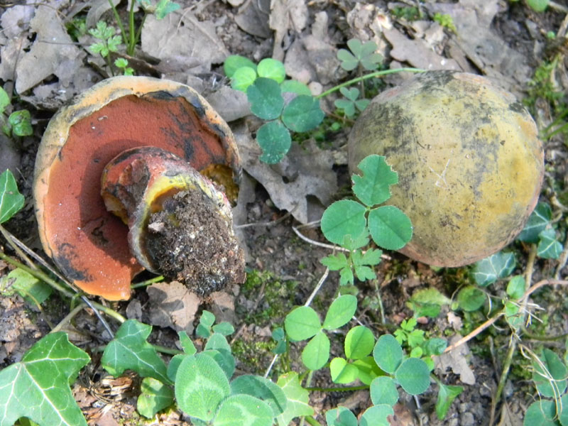 Ritrovamenti del 5.08.2011.sotto Quercia