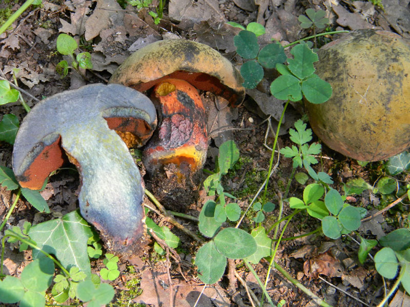 Ritrovamenti del 5.08.2011.sotto Quercia