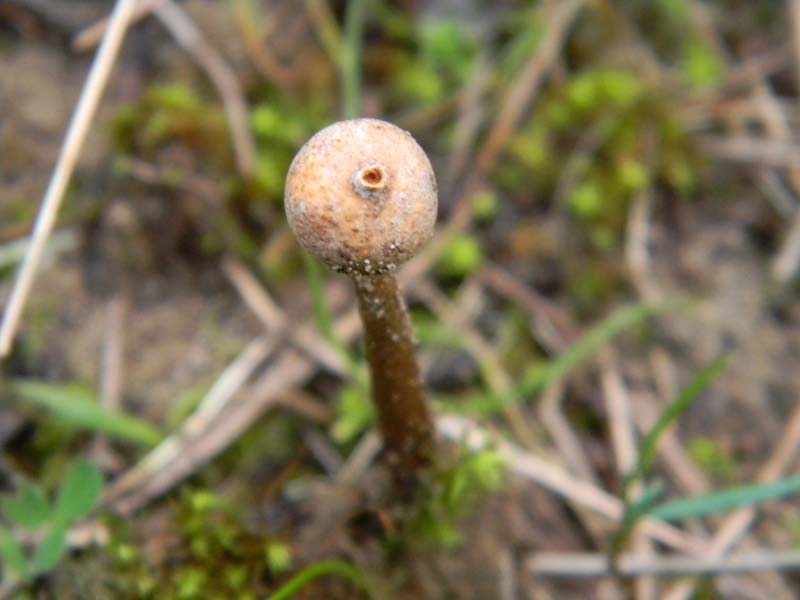 Tulostoma fotog.il21.01.2011.sotto pineta marina