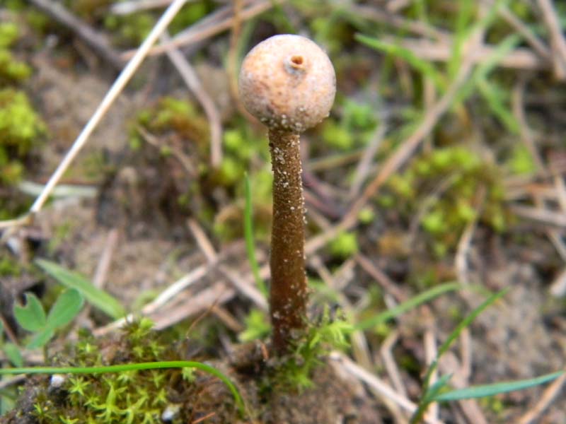 Tulostoma fotog.il21.01.2011.sotto pineta marina