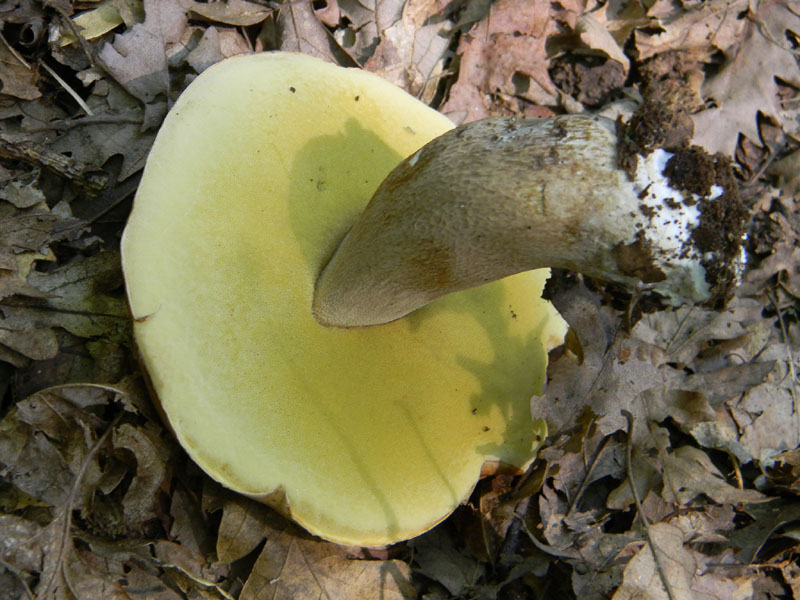 Fotografati il 5.08.2011.bosco di Quercia 2�gruppo