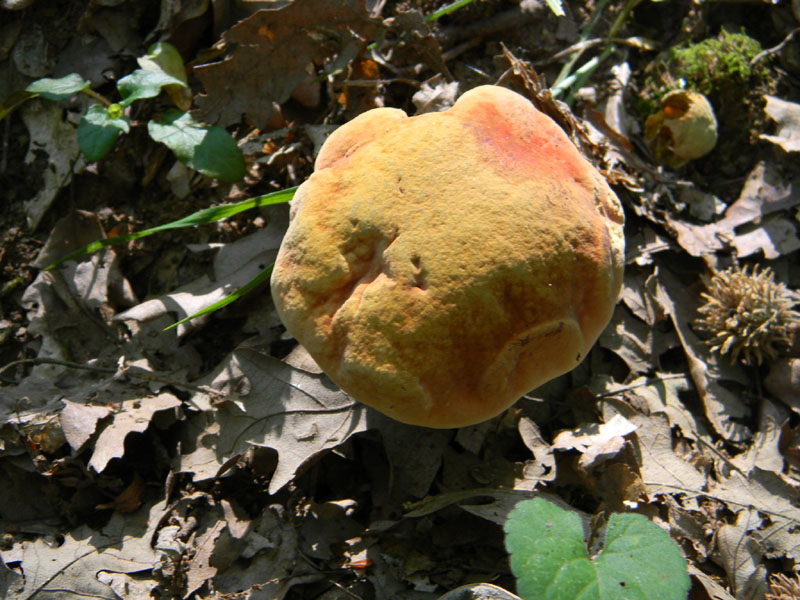 Fotografati il 5.08.2011.bosco di Quercia 2�gruppo