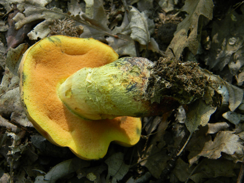 Fotografati il 5.08.2011.bosco di Quercia 2�gruppo