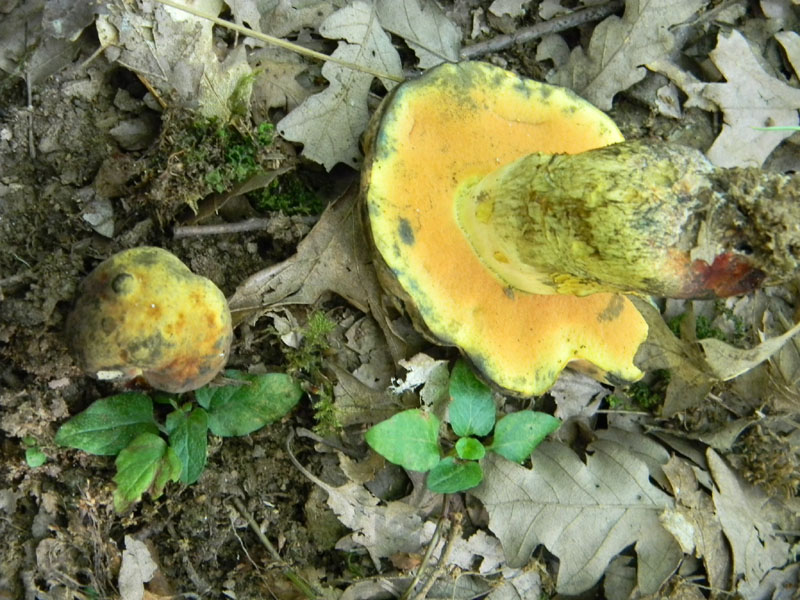 Fotografati il 5.08.2011.bosco di Quercia 2�gruppo