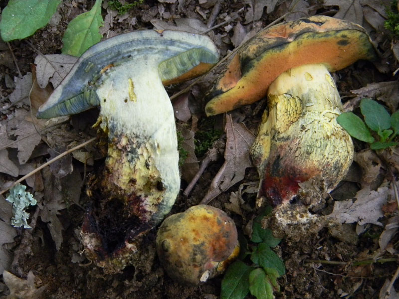 Fotografati il 5.08.2011.bosco di Quercia 2�gruppo