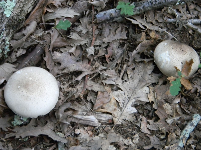 Agaricus xanthodermus - Fotog.il 6.08.2011.bosco di Quercia