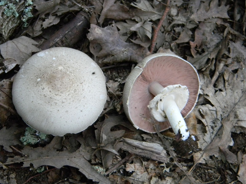 Agaricus xanthodermus - Fotog.il 6.08.2011.bosco di Quercia