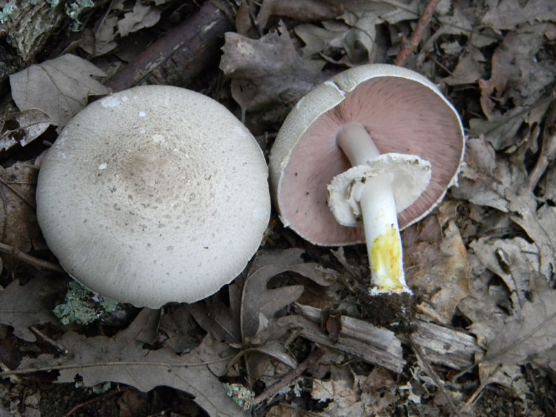 Agaricus xanthodermus - Fotog.il 6.08.2011.bosco di Quercia