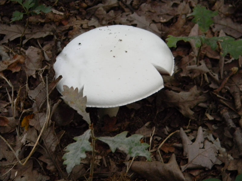 Agaricus xanthodermus - Fotog.il 6.08.2011.bosco di Quercia