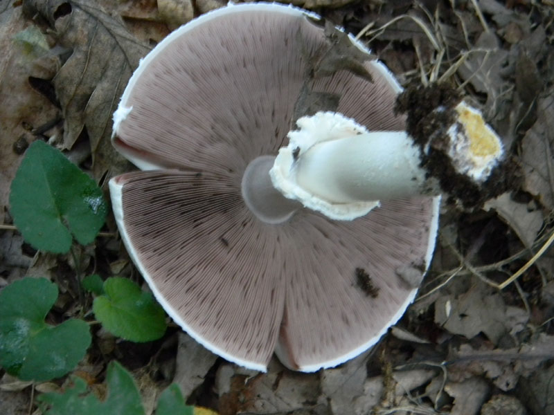 Agaricus xanthodermus - Fotog.il 6.08.2011.bosco di Quercia