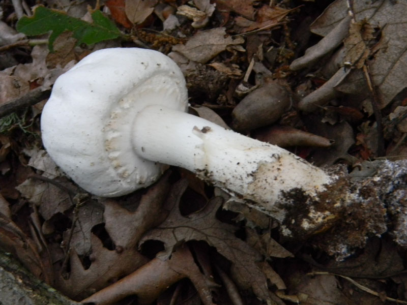 Agaricus xanthodermus - Fotog.il 6.08.2011.bosco di Quercia