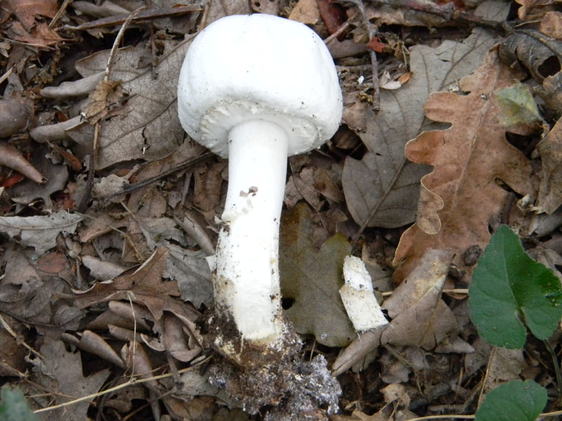 Agaricus xanthodermus - Fotog.il 6.08.2011.bosco di Quercia