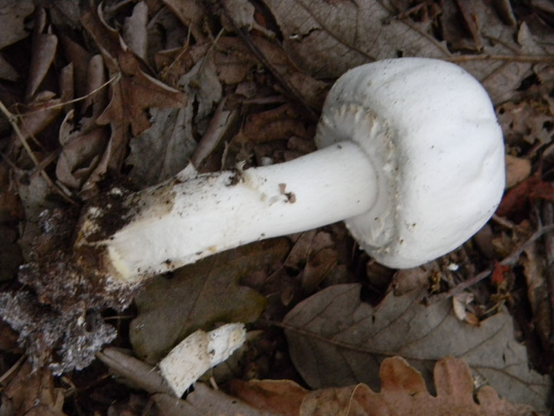 Agaricus xanthodermus - Fotog.il 6.08.2011.bosco di Quercia