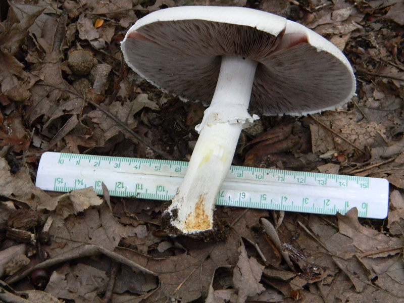 Agaricus xanthodermus - Fotog.il 6.08.2011.bosco di Quercia