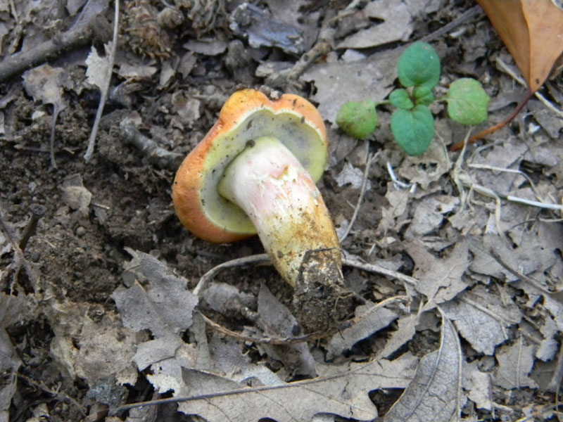 Passeggiata del 6.08.2011.bosco di Quercia 1�gruppo