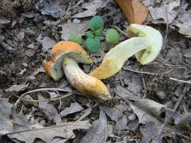 Passeggiata del 6.08.2011.bosco di Quercia 1�gruppo