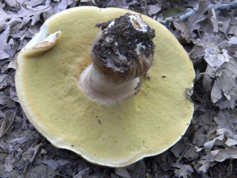 Altri ritrovamenti del 6.08.2011.bosco di Quercia