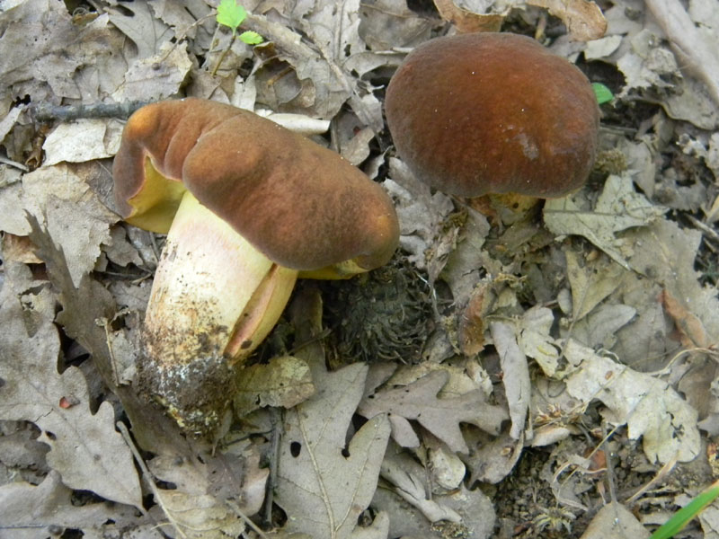 Passeggiata del 6.08.2011.bosco di Quercia 1�gruppo