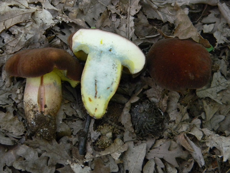 Passeggiata del 6.08.2011.bosco di Quercia 1�gruppo