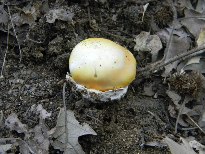 Altri ritrovamenti del 6.08.2011.bosco di Quercia