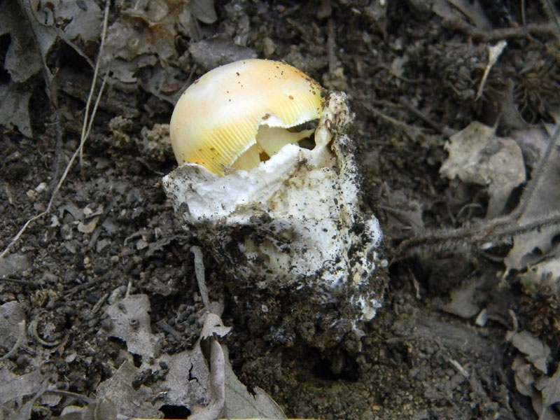 Altri ritrovamenti del 6.08.2011.bosco di Quercia