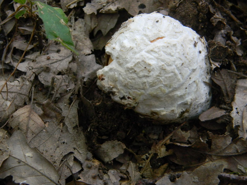 Altri ritrovamenti del 6.08.2011.bosco di Quercia