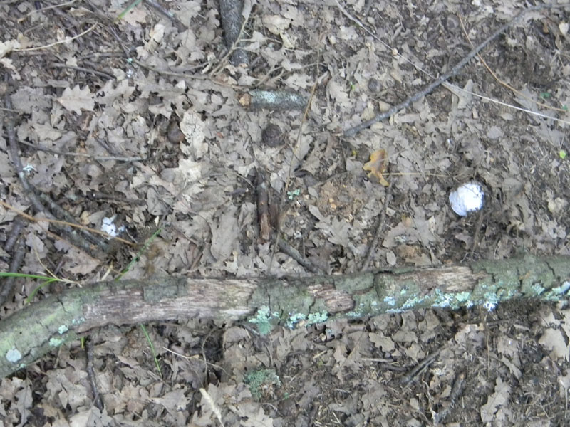 Altri ritrovamenti del 6.08.2011.bosco di Quercia