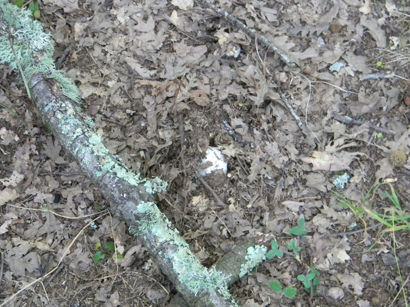 Altri ritrovamenti del 6.08.2011.bosco di Quercia