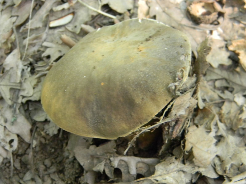 Altri ritrovamenti del 6.08.2011.bosco di Quercia