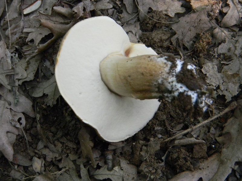 Altri ritrovamenti del 6.08.2011.bosco di Quercia