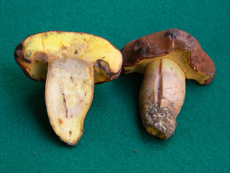 Passeggiata del 6.08.2011.bosco di Quercia 1�gruppo