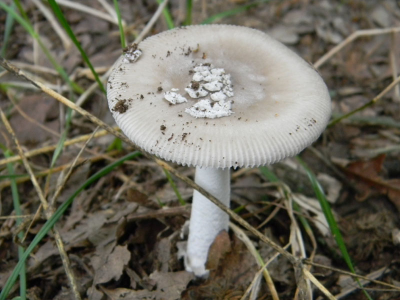 Amanita sp. - Fotografate il 9.08.2011.bosco di Quercia