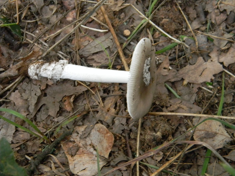 Amanita sp. - Fotografate il 9.08.2011.bosco di Quercia