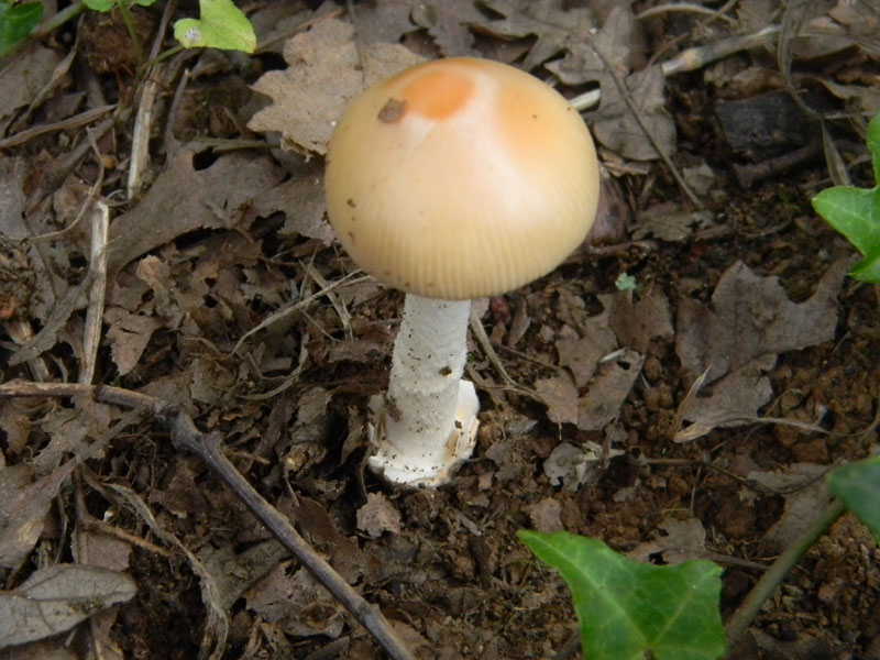 Amanita sp. - Fotografate il 9.08.2011.bosco di Quercia