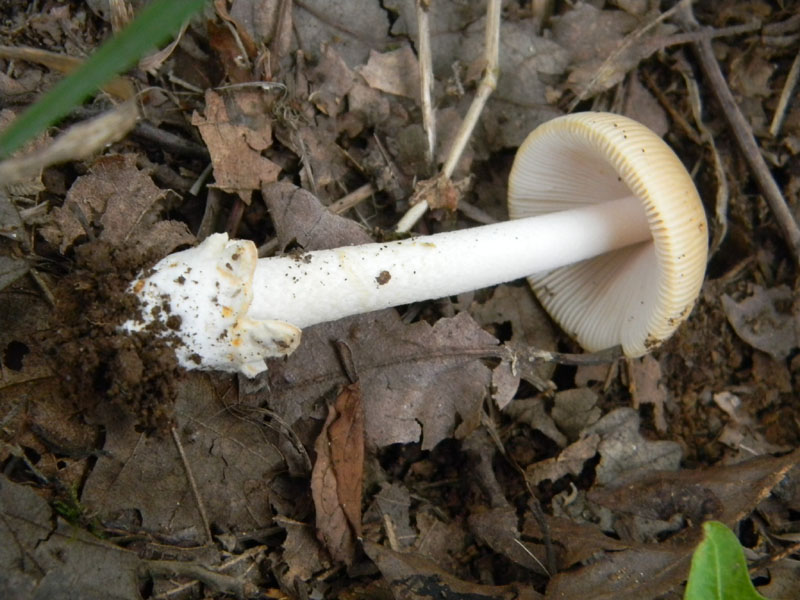 Amanita sp. - Fotografate il 9.08.2011.bosco di Quercia