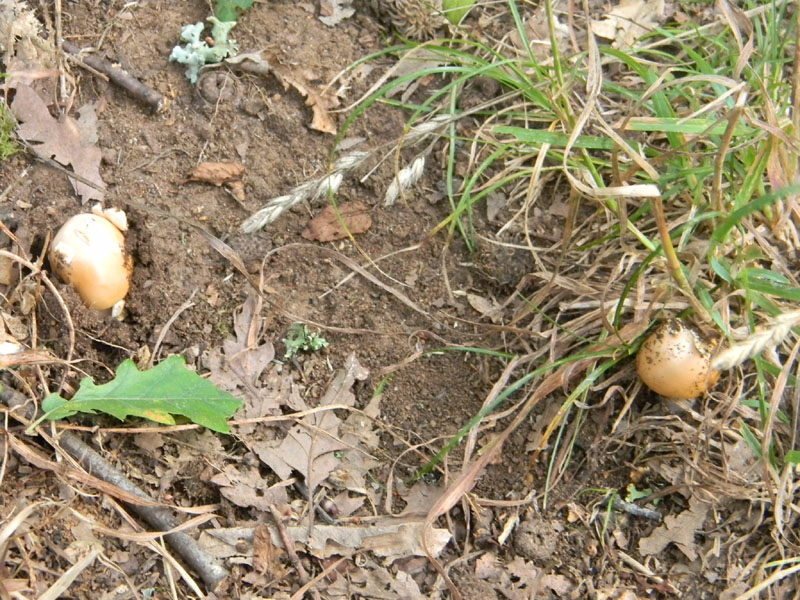 Amanita sp. - Fotografate il 9.08.2011.bosco di Quercia