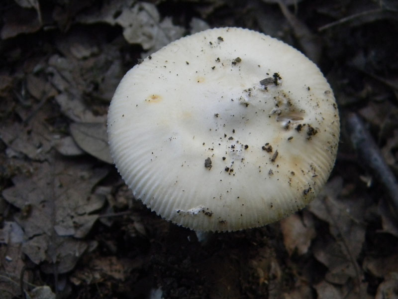 Amanita sp. - Fotografate il 9.08.2011.bosco di Quercia