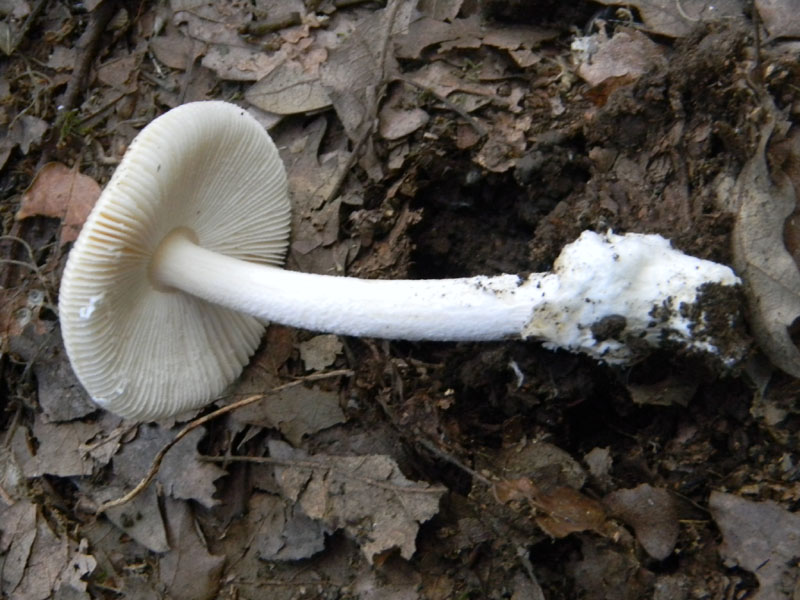 Amanita sp. - Fotografate il 9.08.2011.bosco di Quercia