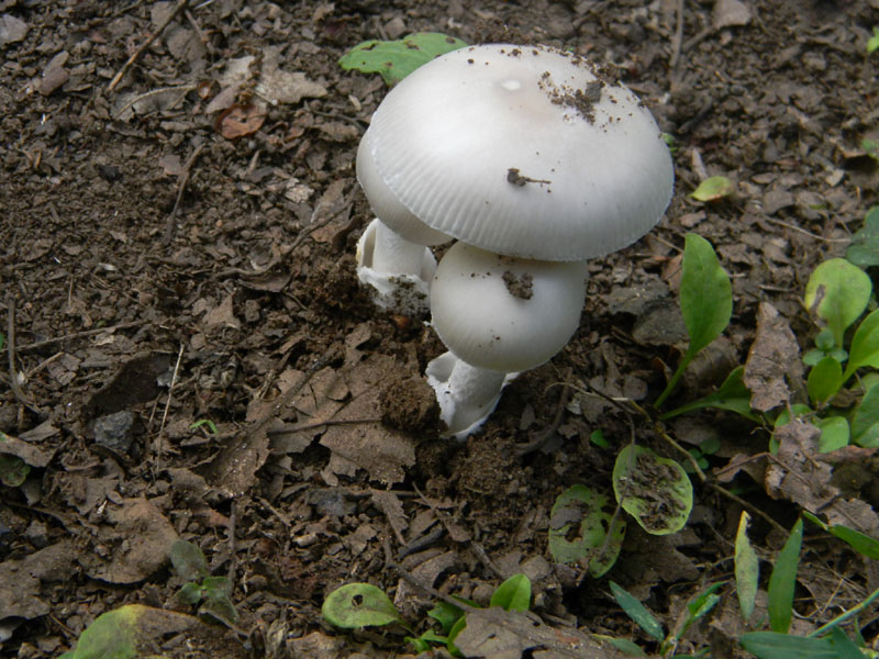 Amanita sp. - Fotografate il 9.08.2011.bosco di Quercia