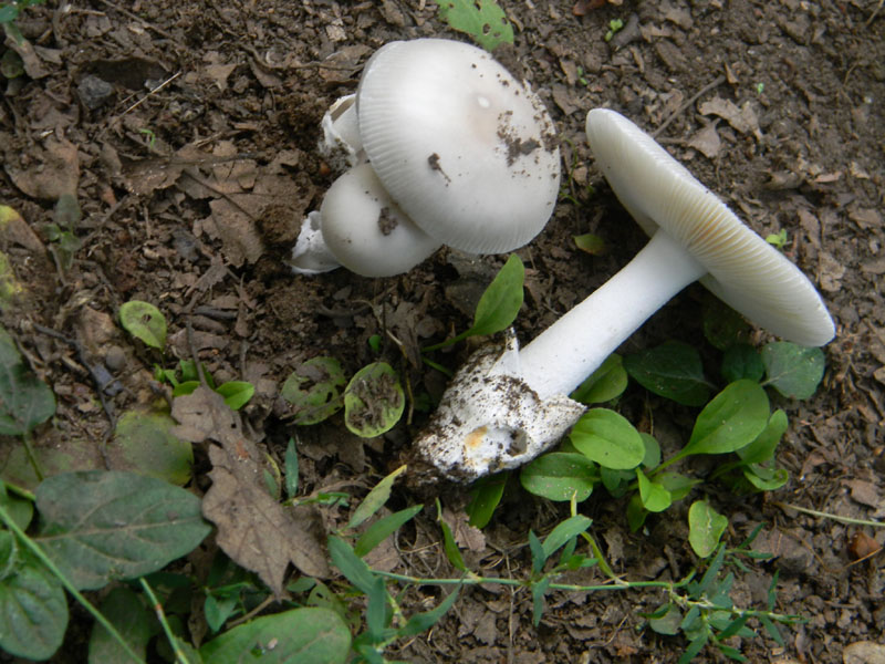 Amanita sp. - Fotografate il 9.08.2011.bosco di Quercia