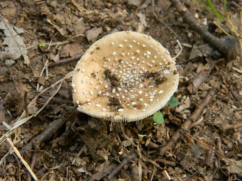 Amanita sp. - Fotografate il 9.08.2011.bosco di Quercia