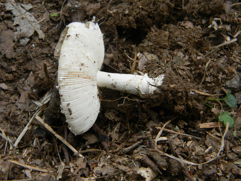 Amanita sp. - Fotografate il 9.08.2011.bosco di Quercia