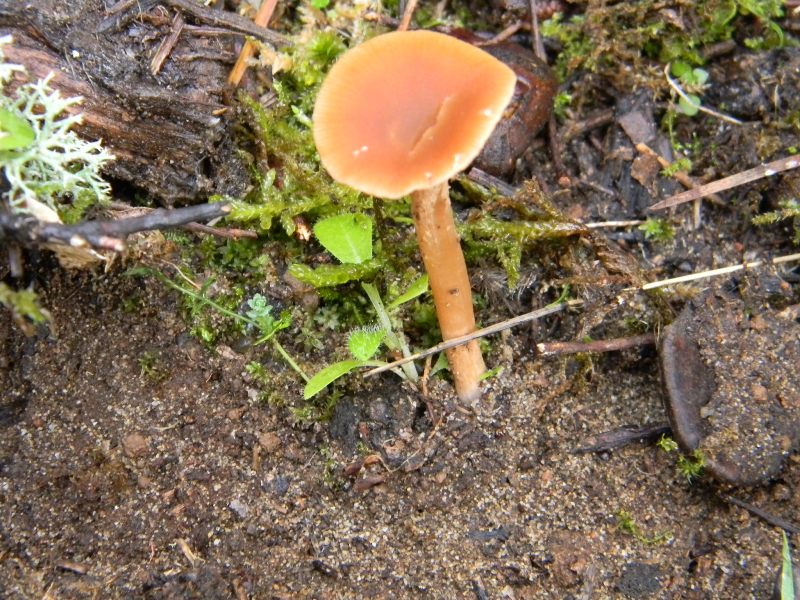 1)Ritrovamenti.di gennaio  sotto aghifoglia e latifoglia