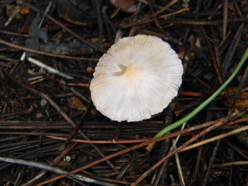 1)Ritrovamenti.di gennaio  sotto aghifoglia e latifoglia