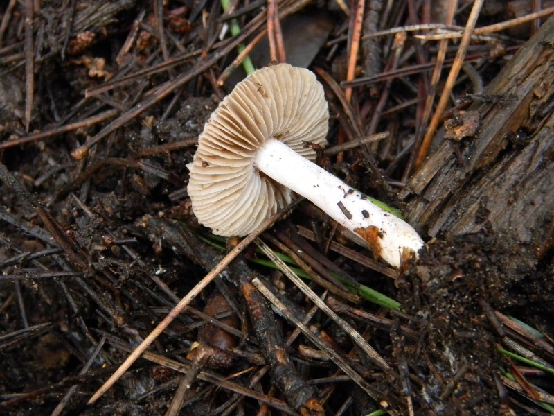 1)Ritrovamenti.di gennaio  sotto aghifoglia e latifoglia