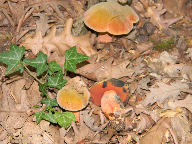 Fotografati il 9.08.2011.bosco di Quercia