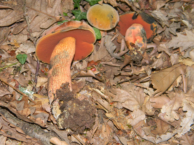 Fotografati il 9.08.2011.bosco di Quercia