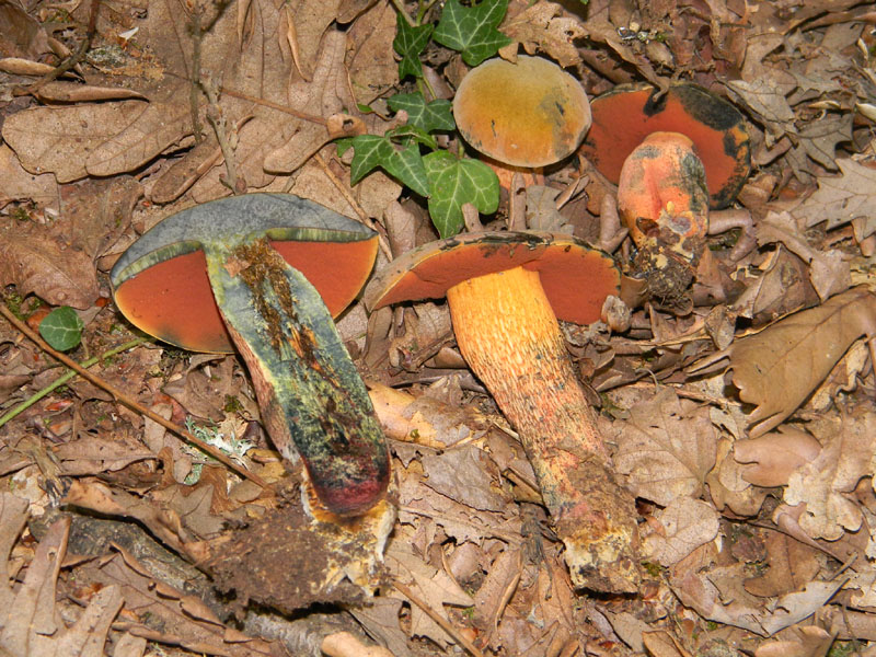 Fotografati il 9.08.2011.bosco di Quercia