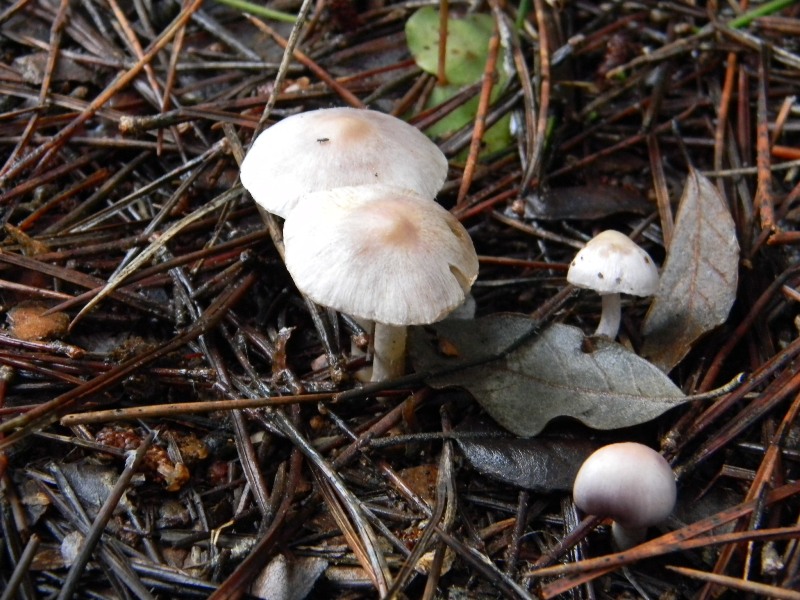 1)Ritrovamenti.di gennaio  sotto aghifoglia e latifoglia