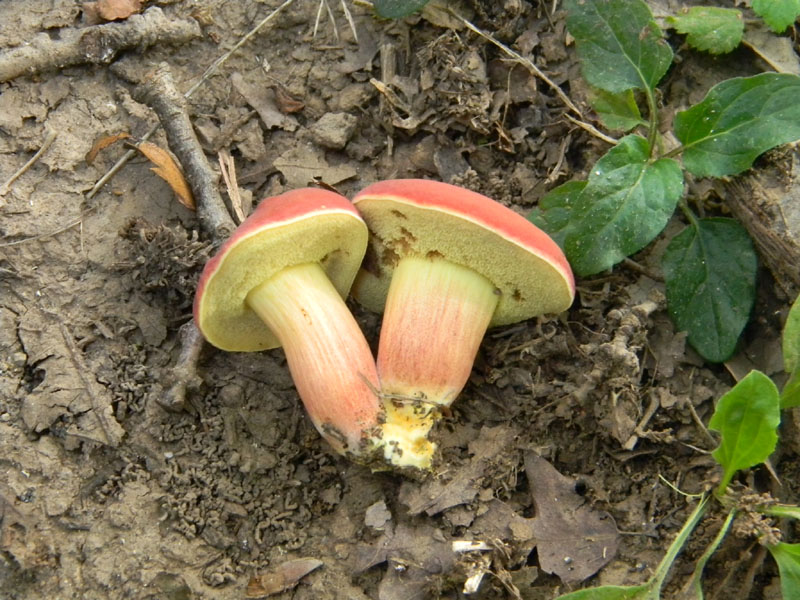 Fotografati il 9.08.2011.bosco di Quercia